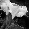 Black And White Moon Lily Diamond Painting