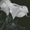 Black And White Moon Lily Diamond Painting