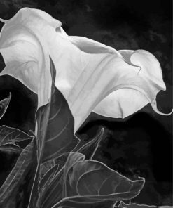 Black And White Moon Lily Diamond Painting