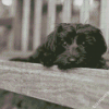 Black And White Yorkiepoo Diamond Painting