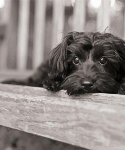 Black And White Yorkiepoo Diamond Painting