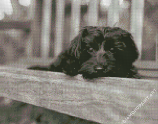 Black And White Yorkiepoo Diamond Painting