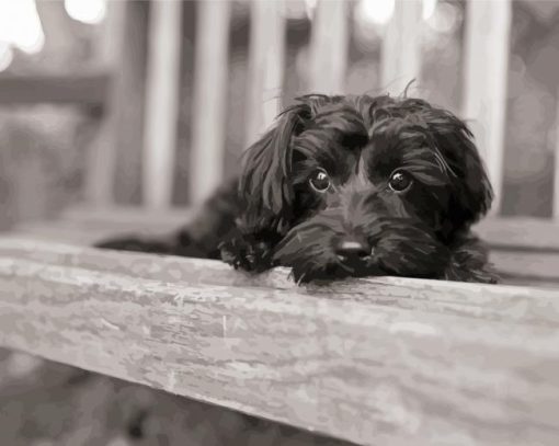 Black And White Yorkiepoo Diamond Painting