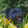 Black Cairn Terrier Dog Diamond Painting