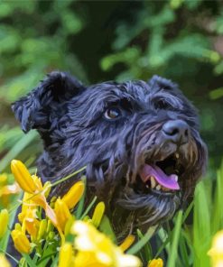 Black Cairn Terrier Dog Diamond Painting