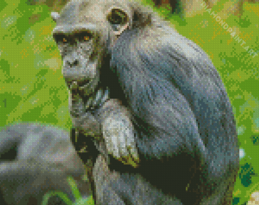 Bonobo Monkey Animal Diamond Painting