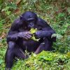 Bonobo Monkey Eating Diamond Painting