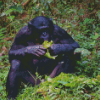 Bonobo Monkey Eating Diamond Painting