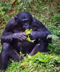 Bonobo Monkey Eating Diamond Painting