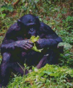 Bonobo Monkey Eating Diamond Painting