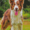 Brown Border Collie Dog Diamond Painting