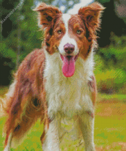 Brown Border Collie Dog Diamond Painting