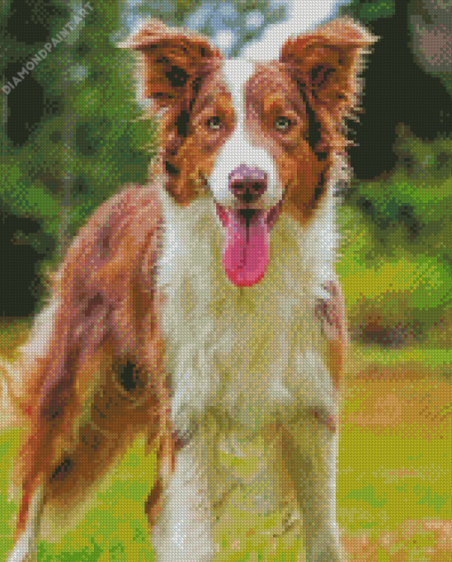 Brown Border Collie Dog Diamond Painting