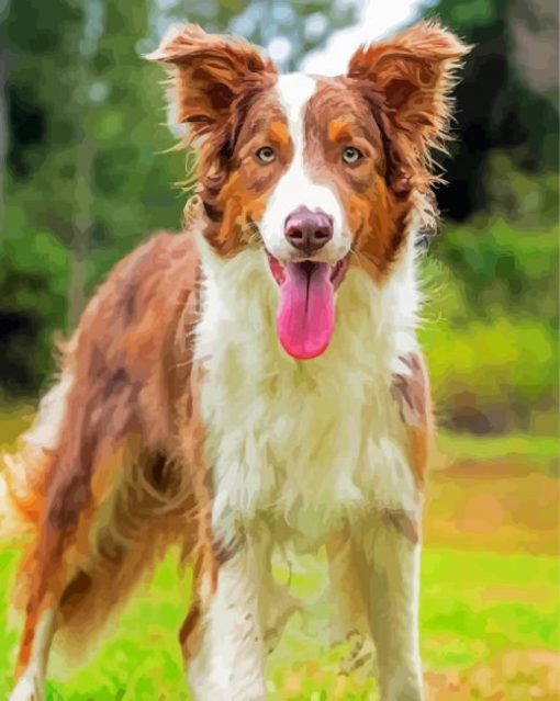 Brown Border Collie Dog Diamond Painting