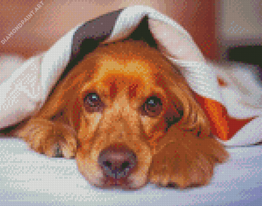 Cocker Dog With Blanket Diamond painting