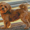 Cute Shihpoo Dog Diamond Painting