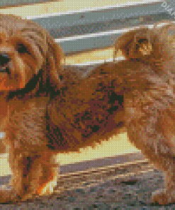 Cute Shihpoo Dog Diamond Painting