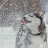 Cute Winter Dog Diamond Painting