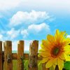 Fence And Sunflower Diamond Painting