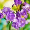 Purple Freesia Diamond Painting