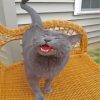 Russian Blue Meowing Diamond Painting