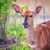 Smiling Nyala Animal Art Diamond Painting