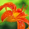 Wet Tiger Lilies Diamond Painting