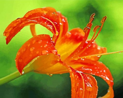 Wet Tiger Lilies Diamond Painting