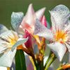 White Oleanders Flowers Diamond Painting