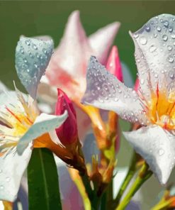 White Oleanders Flowers Diamond Painting