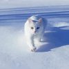 White Winter Cat Diamond Painting