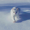 White Winter Cat Diamond Painting