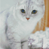 White Grey Fold Ear Cat 5D Diamond Painting