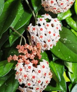 White Wax Plant Diamond Painting