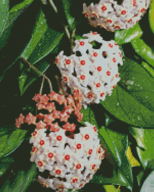 White Wax Plant Diamond Painting