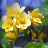 Yellow Flower Freesia Diamond Painting