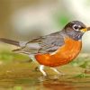 Aesthetic American Robin Diamond Painting