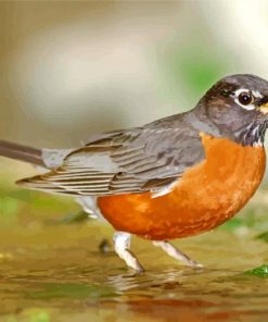 Aesthetic American Robin Diamond Painting