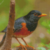 Birds Closeup Izu Thrush Bokeh Diamond Painting