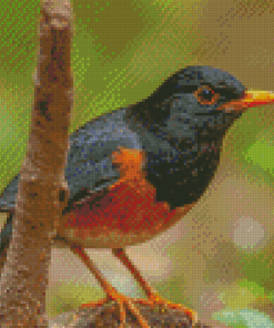 Birds Closeup Izu Thrush Bokeh Diamond Painting