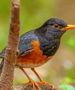 Birds Closeup Izu Thrush Bokeh Diamond Painting