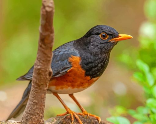 Birds Closeup Izu Thrush Bokeh Diamond Painting