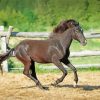 Black Indian Pony Horse Diamond Painting