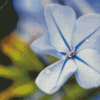 Close Up Plumbago Diamond painting