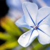 Close Up Plumbago Diamond painting