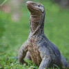 Close Up Goanna Diamond painting