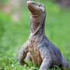 Close Up Goanna Diamond painting