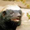 Cute Honey Badger Diamond Painting