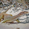 Goanna Reptile Diamond painting