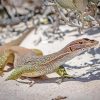 Goanna Reptile Diamond painting